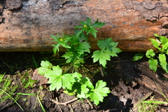 Ranunculus uncinatus
