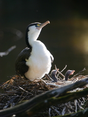 Phalacrocorax varius varius