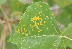 Melampsora occidentalis