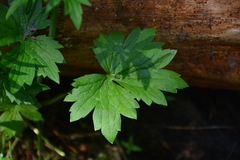 Ranunculus uncinatus