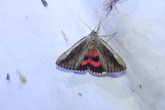 Catocala herodias gerhardi