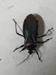 Brontostoma colossus