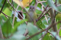 Vireo flavoviridis