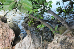 Sciurus yucatanensis