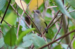 Vireo flavoviridis