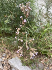 Verbena brasiliensis