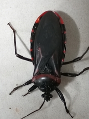 Brontostoma colossus