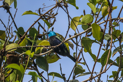 Stilpnia cyanicollis