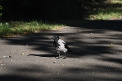 Corvus cornix