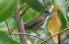 Vireo flavoviridis