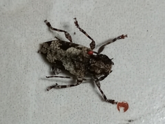 Aegomorphus jaspideus