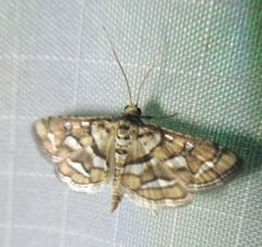 Spilomelinae