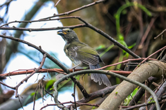 Saltator striatipectus