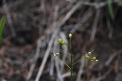 Draba nemorosa