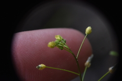 Draba nemorosa