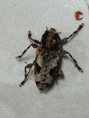Aegomorphus jaspideus