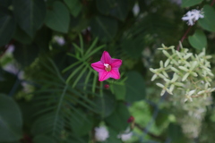Ipomoea quamoclit