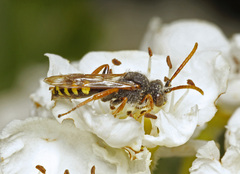 Nomada marshamella