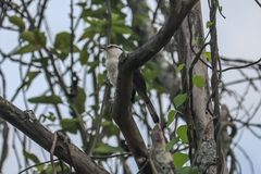 Campylorhynchus griseus