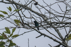 Chlorostilbon melanorhynchus