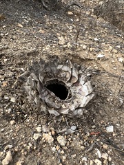 Hesperoyucca whipplei