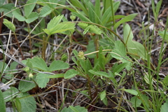 Ranunculus glaberrimus ellipticus