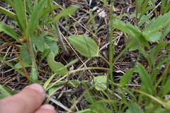 Ranunculus glaberrimus ellipticus