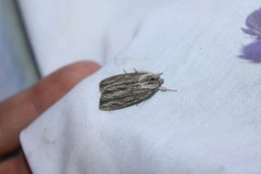 Acronicta lithospila