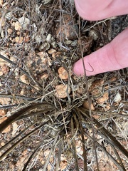Lomatium dasycarpum