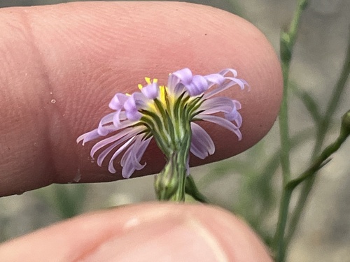 eastern annual saltmarsh aster (Symphyotrichum subulatum)