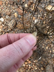 Lomatium dasycarpum