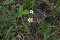 Cerastium arvense