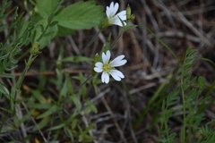 Cerastium arvense