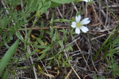 Cerastium arvense