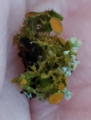 Teloschistes chrysophthalmus