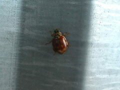 Harmonia quadripunctata