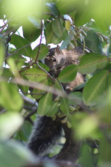 Sciurus yucatanensis
