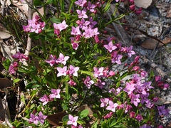 Boronia anceps
