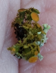 Teloschistes chrysophthalmus