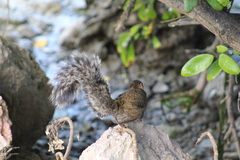 Sciurus yucatanensis
