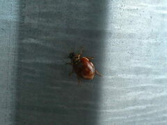 Harmonia quadripunctata