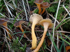 Craterellus lutescens