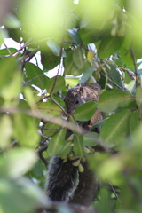 Sciurus yucatanensis
