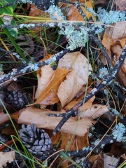 Teloschistes chrysophthalmus