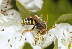 Nomada marshamella