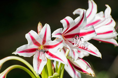 Crinum ornatum