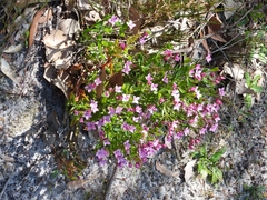 Boronia anceps