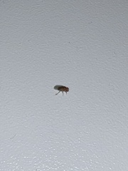 Diptera