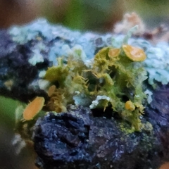 Teloschistes chrysophthalmus