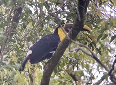 Ramphastos ambiguus